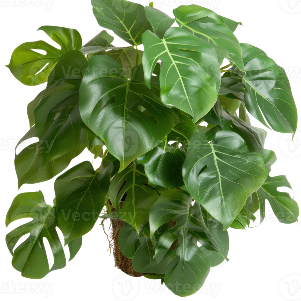 Lush Tropical Green Leaves with Distinctive Shapes for Indoor Plant Decoration and Natural Home Aesthetic png