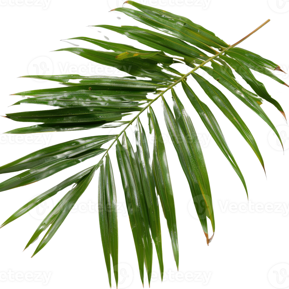 Lush Green Palm Leaf Isolated with Glossy Texture for Tropical and Nature-Themed Backgrounds and Illustrations png
