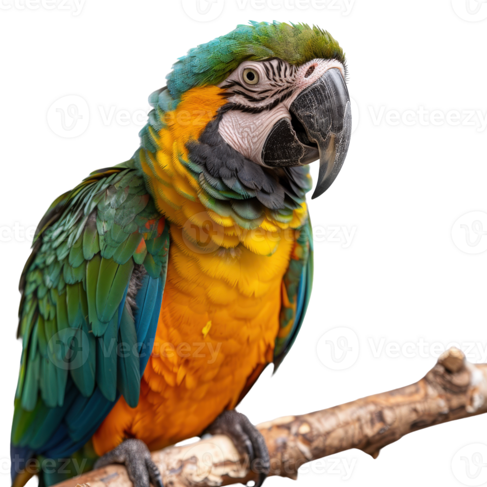 Colorful parrot perched on branch showcasing vibrant feathers in tropical environment with natural background png