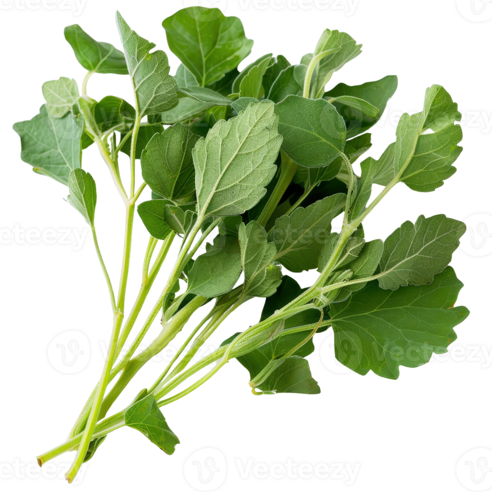 Fresh Green Moringa Leaves Stacked on Top of Each Other Isolated on White Background for Health and Nutrition Use png