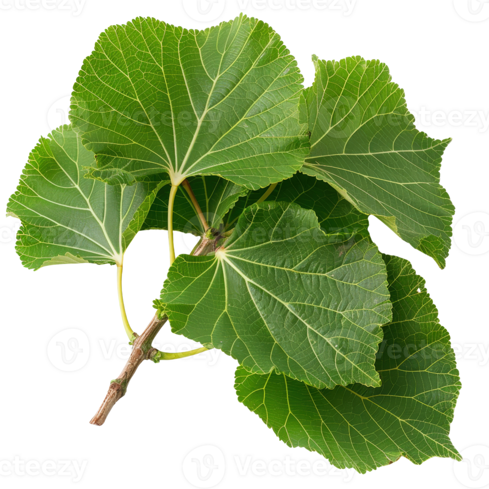 Fresh Green Leaves on a Branch Displaying Botanical Texture and Detail for Nature and Plant Photography Use png