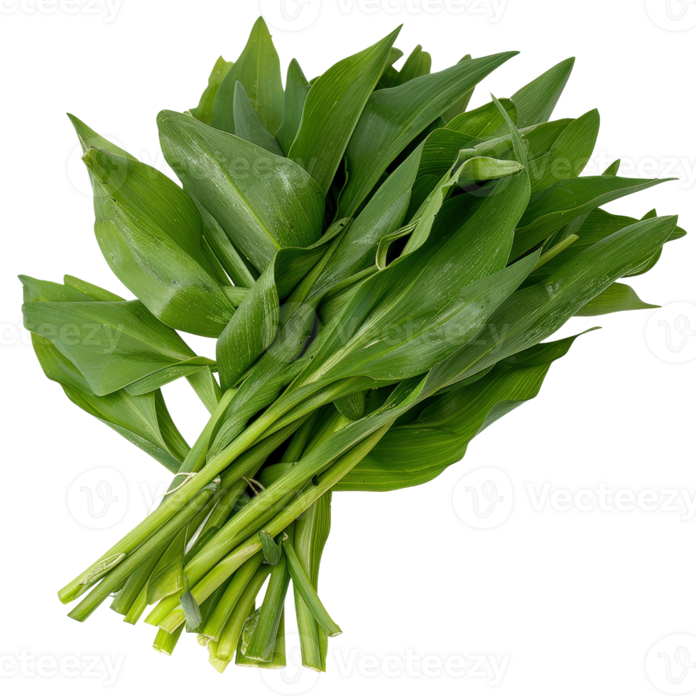 Fresh Green Leaves Bundle Arranged for Natural Decoration or Organic Food Display on Isolated Background png
