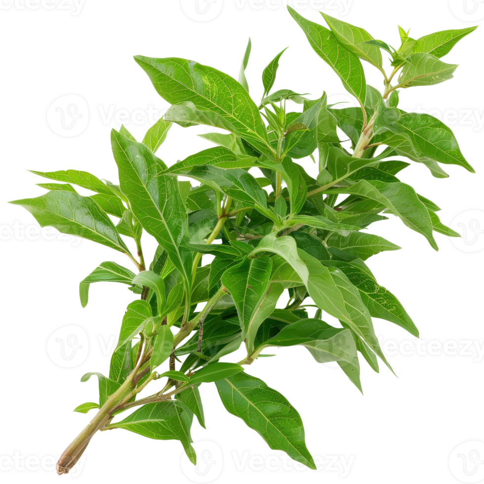 Fresh Green Bay Leaves Branch Isolated on White Background Perfect for Culinary and Herbal Uses in Various Dishes png