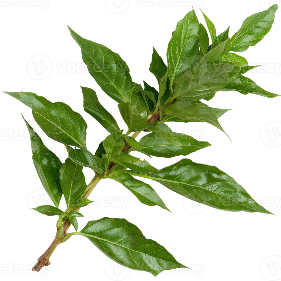 Fresh Green Leaves on a Branch Isolated on White Background for Natural and Organic Themes in Design and Decoration png