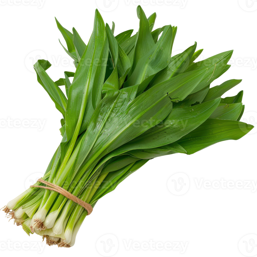 Fresh Green Leeks Bunch with Bright Leaves and Clean Stems Tied with Twine, Perfect for Cooking and Culinary Uses png