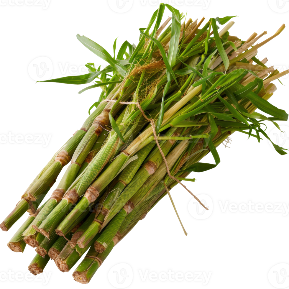 Fresh Green Stalks of Natural Plant Known for Culinary Uses and Aromatic Qualities in Bunches on White Background png