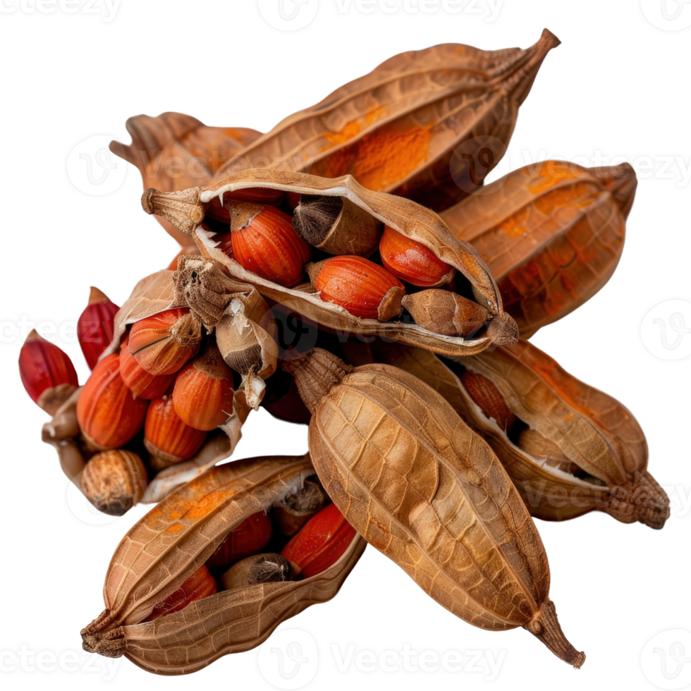 Close-Up of Colorful Seeds Inside Dry, Open Pods on a White Background Ideal for Nature and Botany Illustrations png