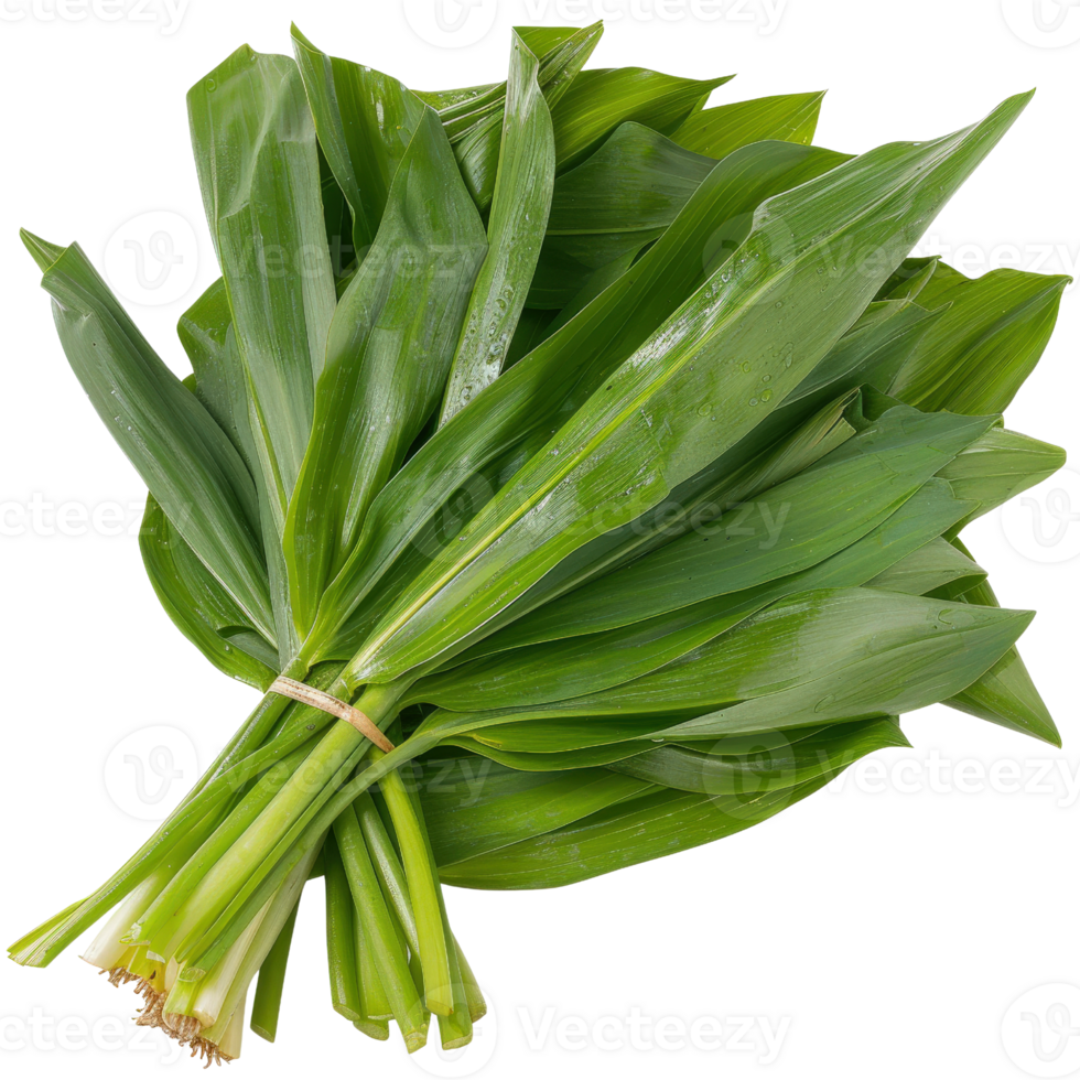 Fresh Green Wild Garlic Leaves Bundle Ready for Culinary Uses, Health Benefits, and Recipe Enhancements in Cooking png
