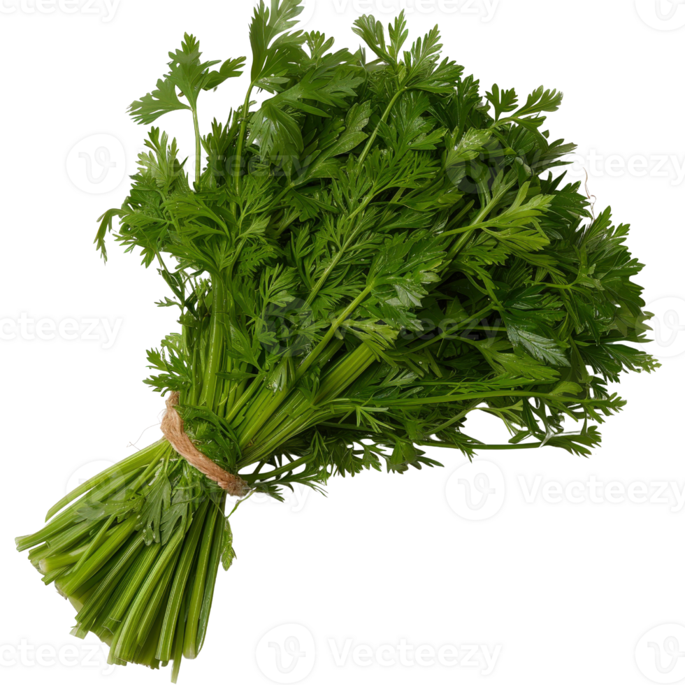 Fresh and Vibrant Bunch of Parsley with Rich Green Leaves Perfect for Culinary Presentation and Healthy Meals png