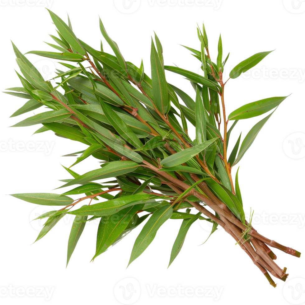 Fresh green leaves bundle on a white background perfect for cooking, herbal remedies, and natural decorations for home png