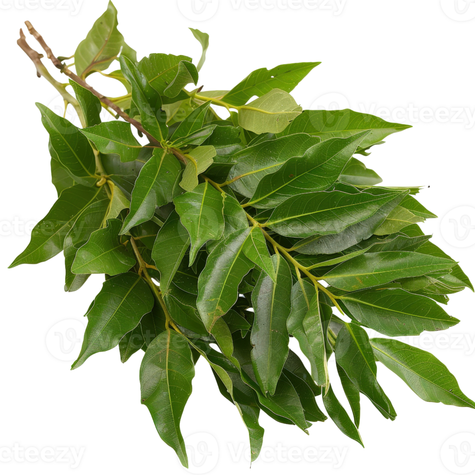 Fresh Green Bay Leaves with Glossy Texture, Perfect for Culinary and Herbal Uses, Isolated on White Background png