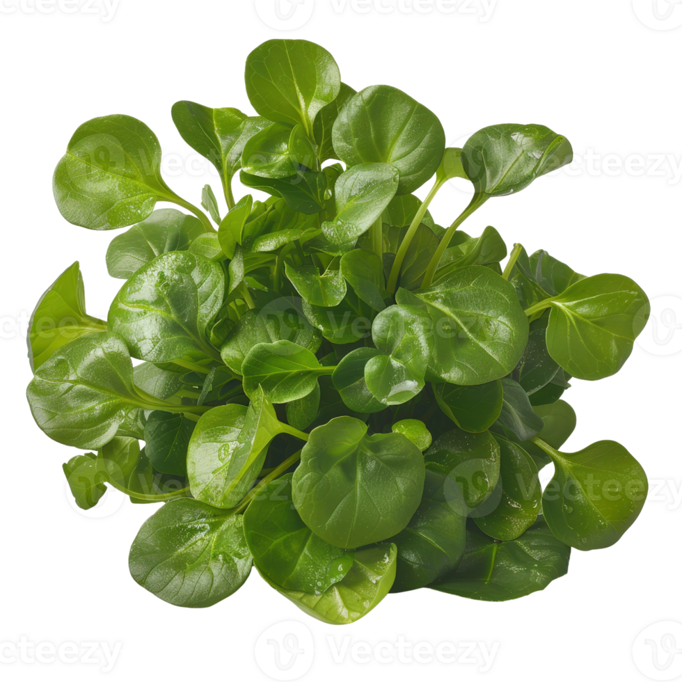 Lush Green Leaves of Fresh Plant with Round Shape and Glossy Texture on White Background for Natural Aesthetic Appeal png