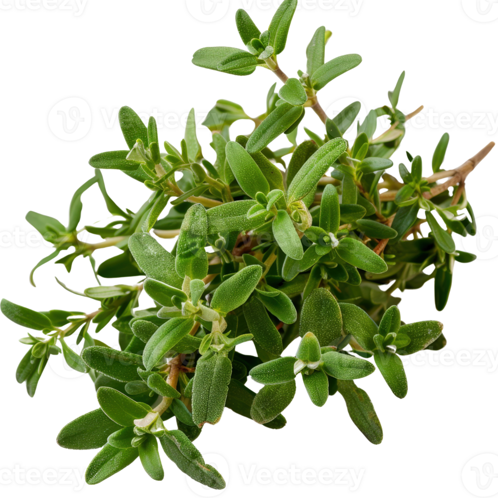 Fresh Green Thyme Sprigs Isolated on White Background for Culinary and Herbal Uses png