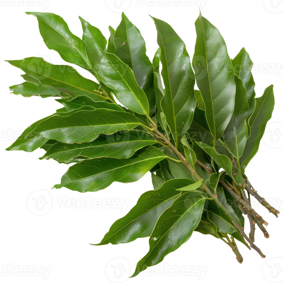 Fresh Green Bay Leaves Bundle with Glossy Texture for Culinary and Aromatic Uses in Cooking and Food Preparation png