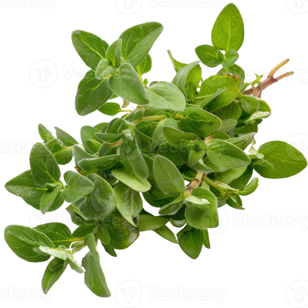 Fresh Oregano Sprigs with Vibrant Green Leaves for Culinary Use or Herbal Decoration png