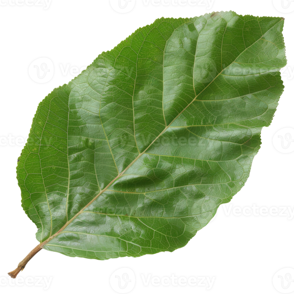 Large, Fresh, Green Leaf Isolated on White Background for Botanical, Natural, and Organic Uses in Design and Photography png