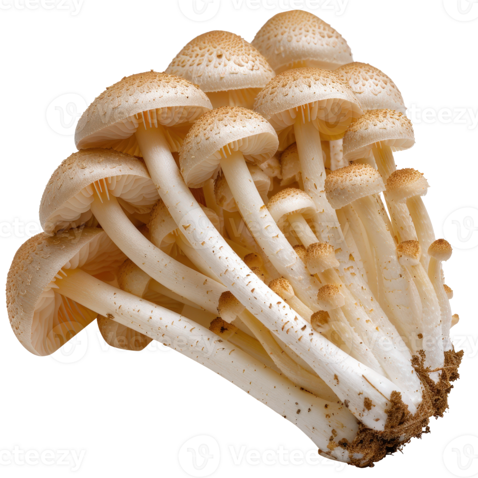Cluster of Fresh Edible Mushrooms with Light Brown Caps and White Stems Isolated on a White Background png
