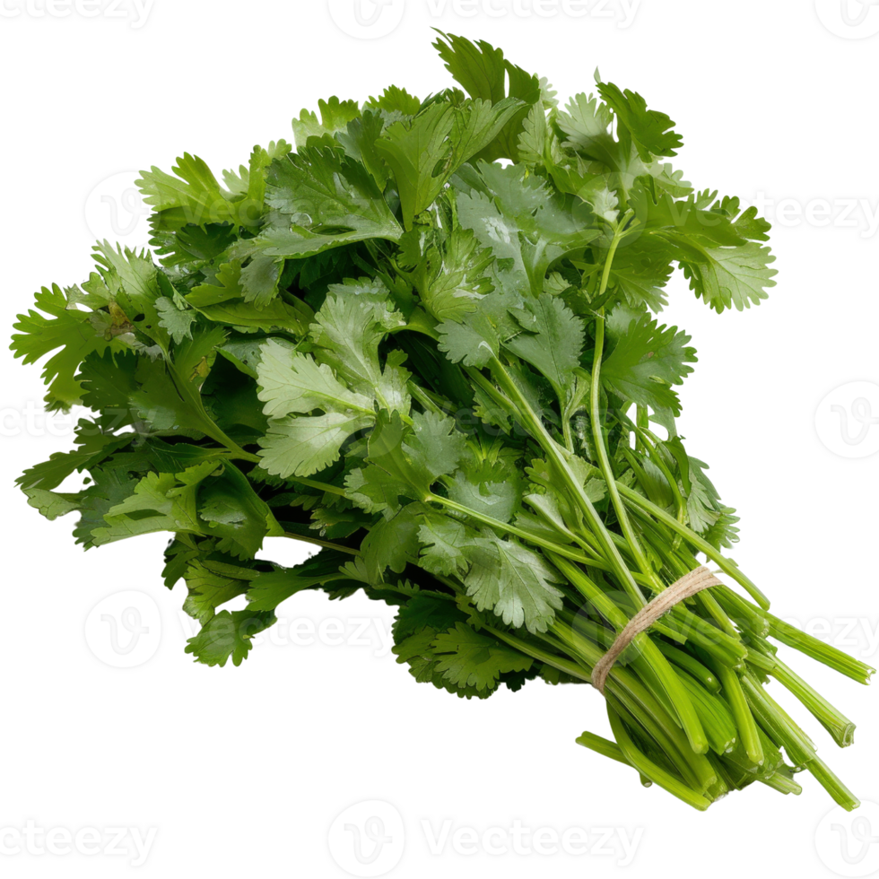 Freshly Harvested Green Cilantro Bunch Ready for Culinary Use in Salad, Garnish, and Flavorful Dishes png