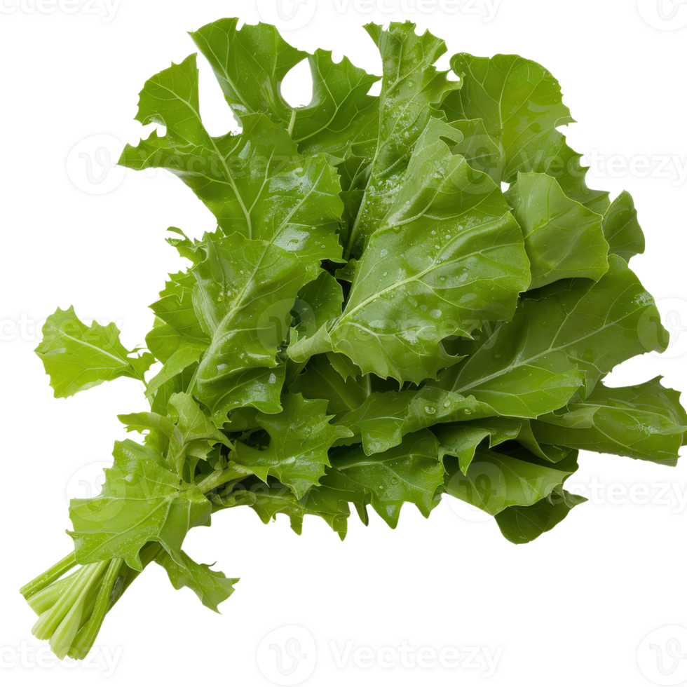 Fresh and Crisp Green Leafy Vegetable Bunch with Dew Drops on a White Background for Healthy Cooking and Recipes png