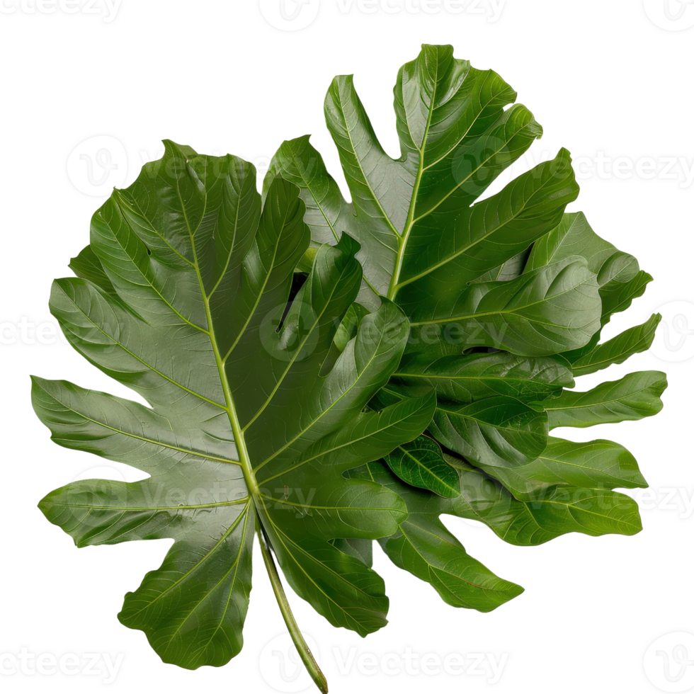 Large Green Leaves on a White Background Displaying Natural Textures and Vibrant Shades of Green for Botanical Use png