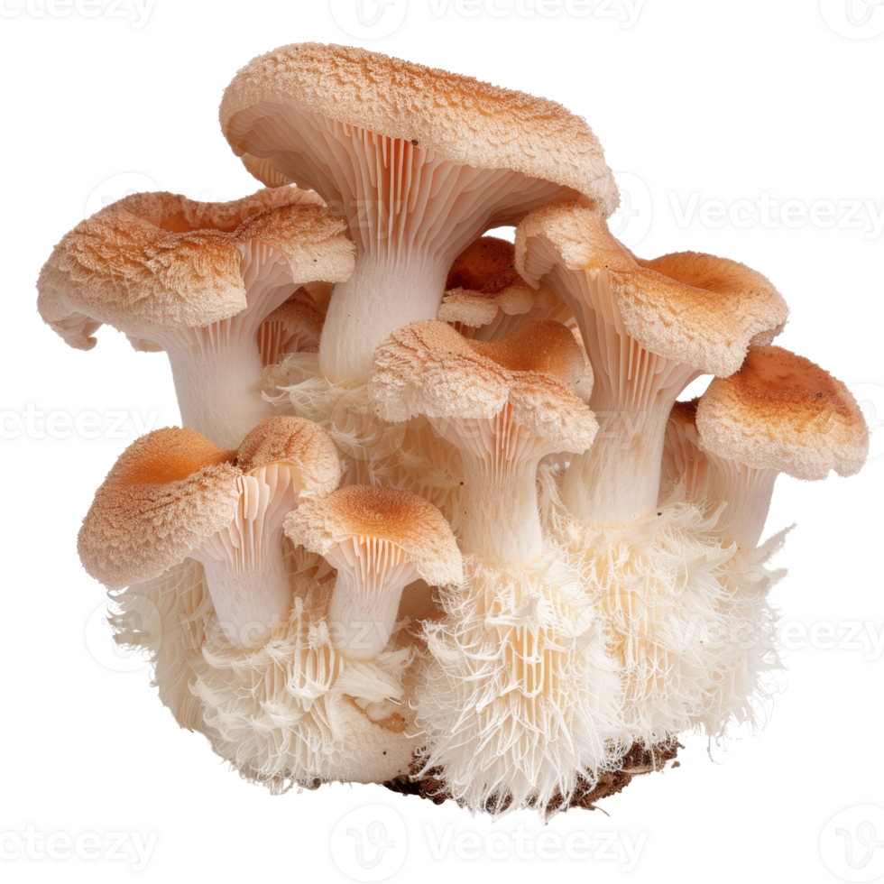 Fresh and Delicate Mushroom Cluster with Creamy Caps and White Fringes on a Natural Background png