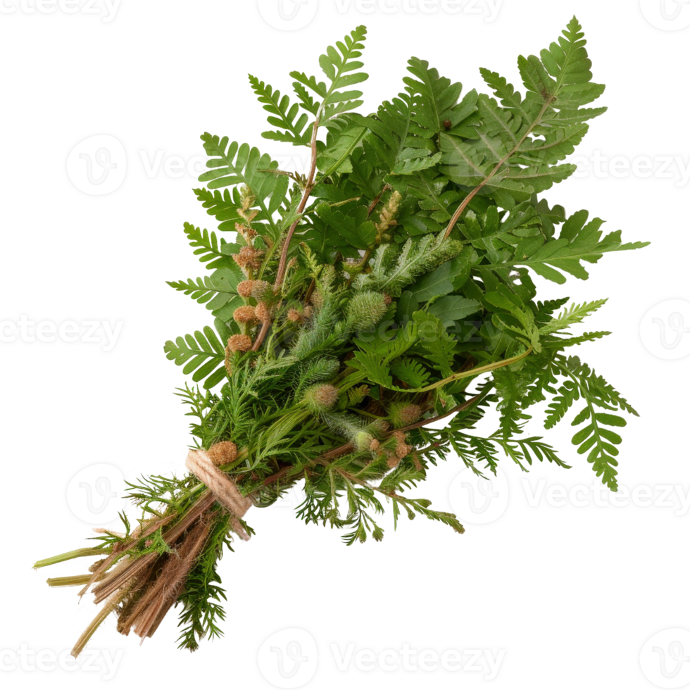 Fresh Green Herbal Bouquet with Variety of Leaves, Organic Botanicals and Herbs for Culinary and Decorative Use png