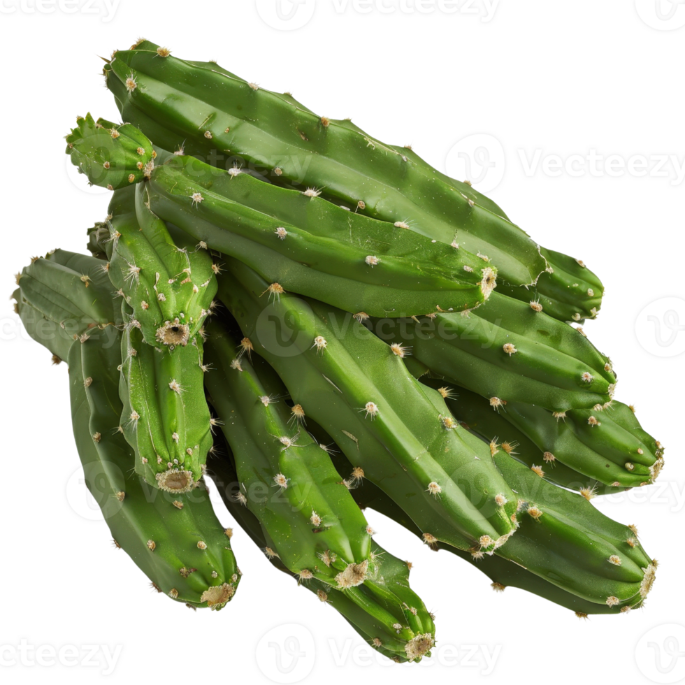 Green Cactus Plant Cluster with Spines and Long Segments Isolated on White Background for Nature and Botanical Themes png