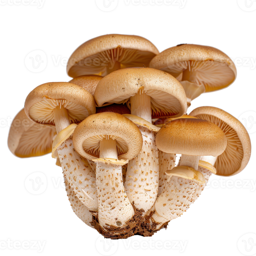 Assorted Brown Mushrooms Cluster with Textured Caps and Stems on a Clean Background for Culinary and Nature Themes png