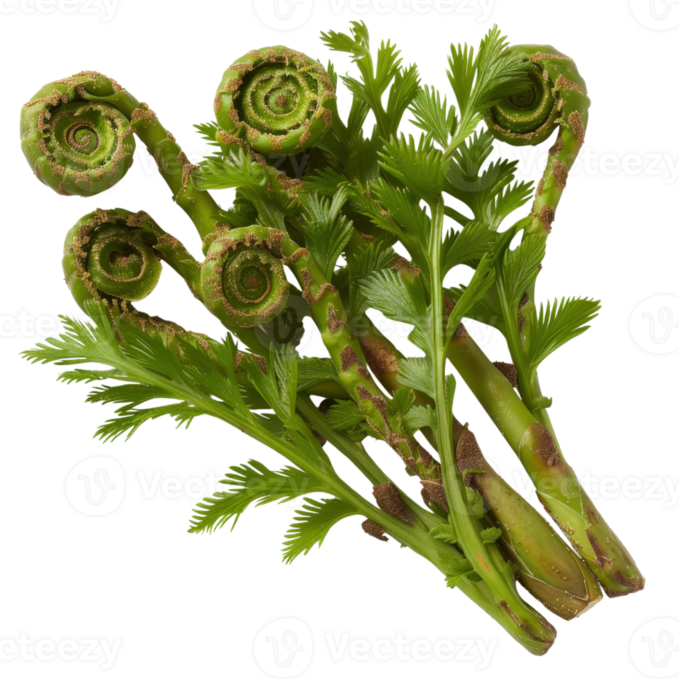Fresh and vibrant fiddlehead ferns with delicate green fronds on a white background, showcasing nature's beauty and elegance png