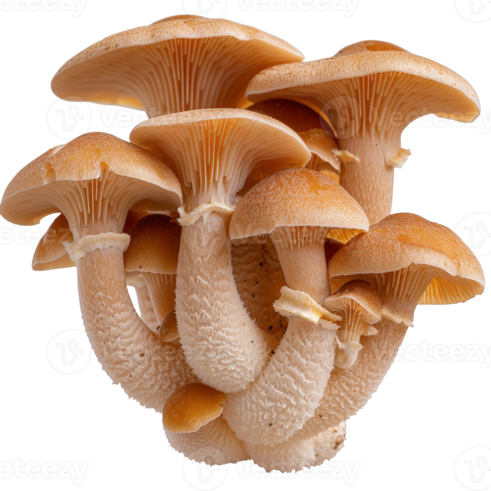 Cluster of Wild Mushrooms with Smooth Caps and Textured Stems on a White Background for Culinary or Nature Themes png