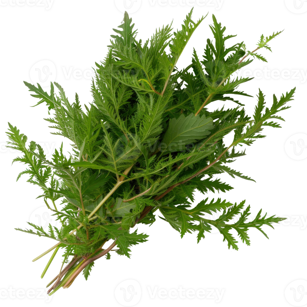 Fresh Green Plant Bundle with Lush Leaves Perfect for Culinary and Herbal Uses in Natural Lifestyle Recipes png