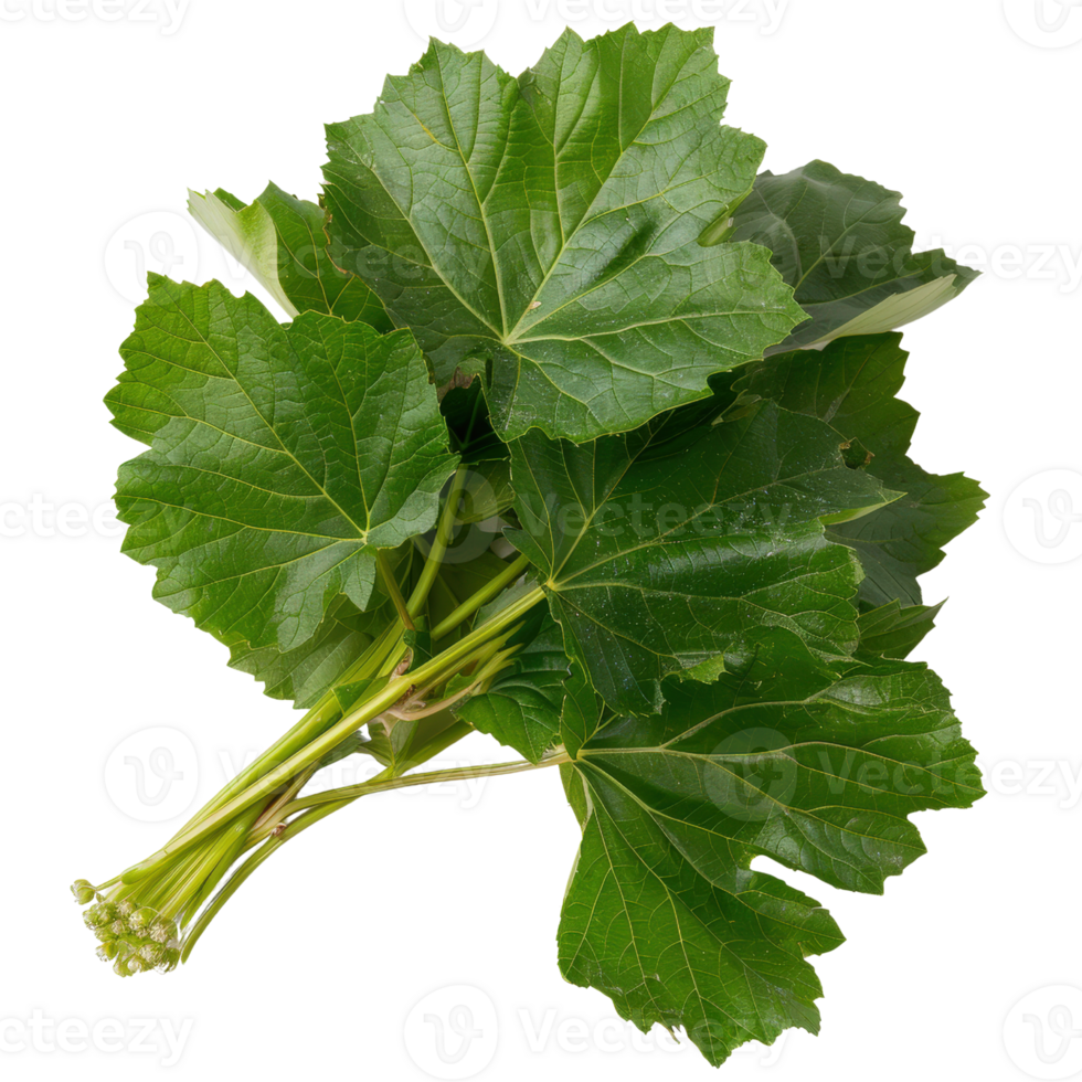 Fresh green leaves of a broadleaf plant against a white background showcasing vibrant foliage and natural beauty png