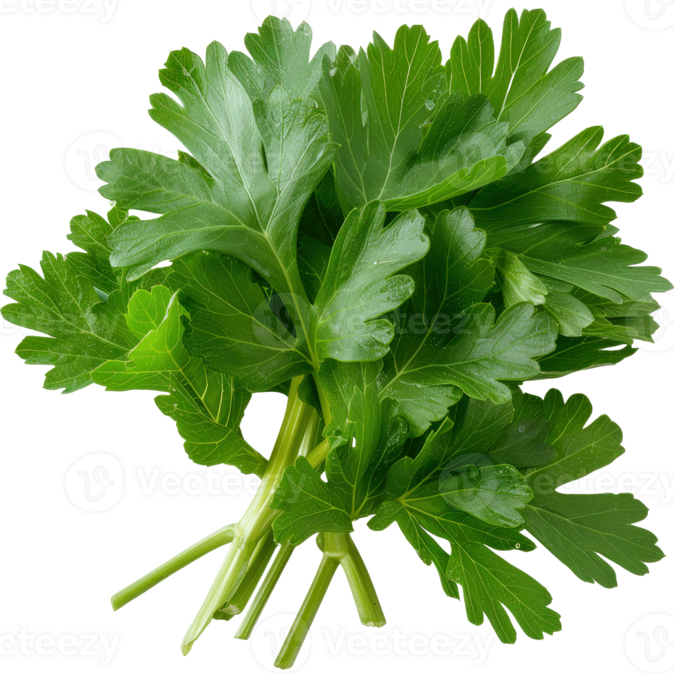 Fresh Green Parsley Bunch with Vibrant Leaves Ready for Culinary Use and Garnishing in Various Dishes and Recipes png