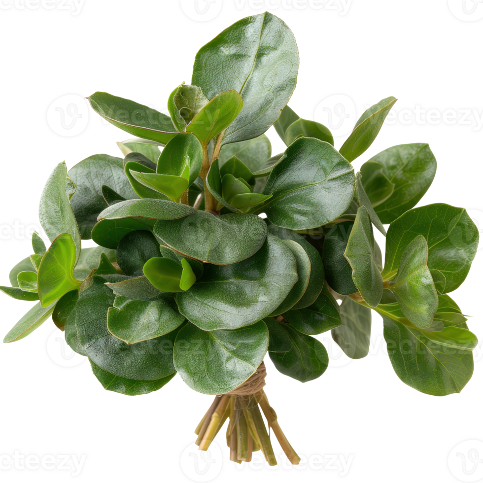 Fresh Green Leaves Arrangement for Organic and Natural Design Projects and Home Decor with Vibrant Colors and Texture png