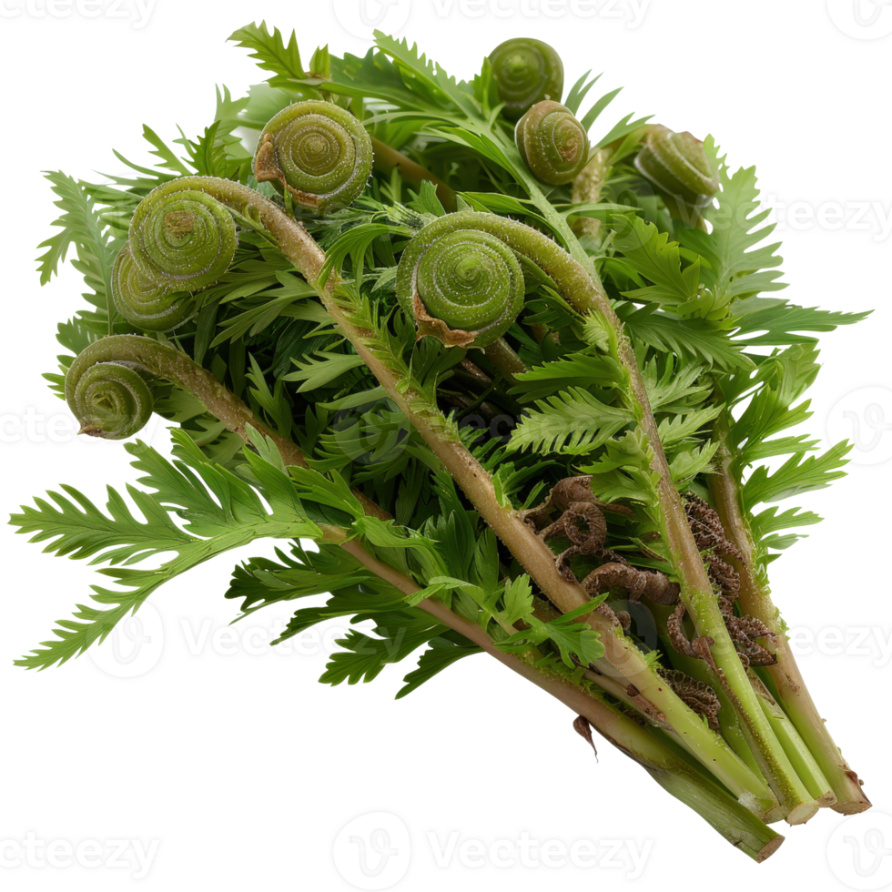 Fresh fiddlehead ferns with vibrant green leaves on a white background for culinary and gardening inspirations png