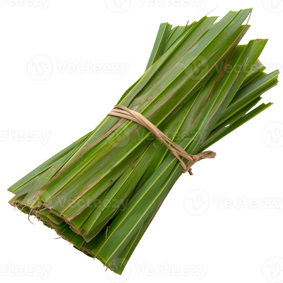 Freshly harvested green leaves bundled together with natural twine for culinary and decorative uses in various projects png