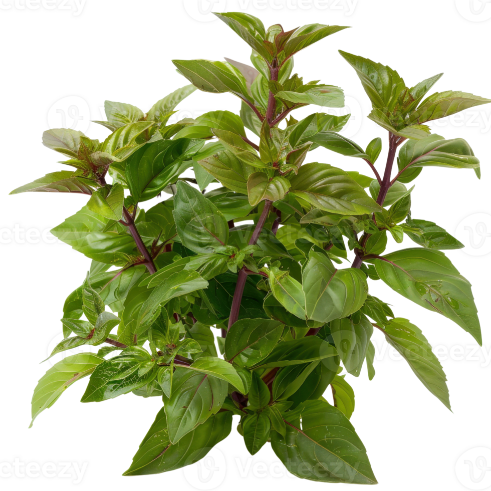 Fresh Green Basil Plant with Vibrant Leaves and Sturdy Stems for Culinary and Gardening Use png