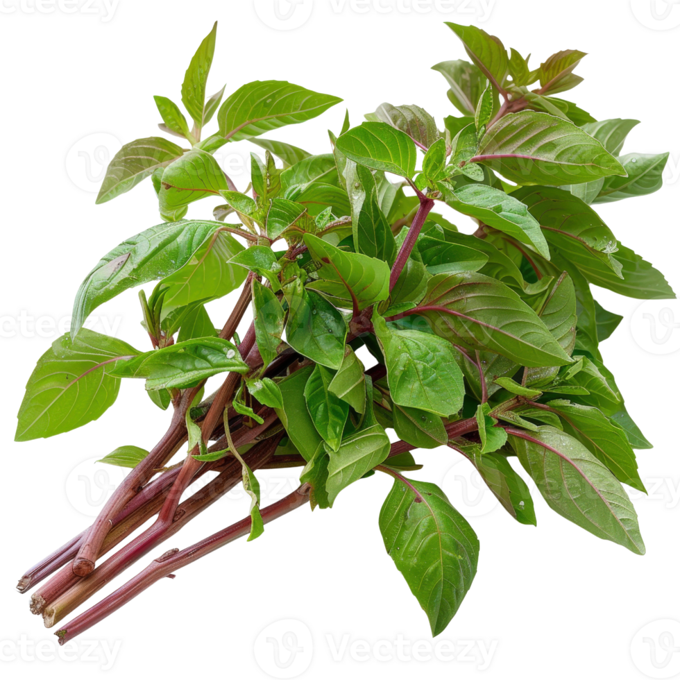 Fresh Green Basil Plant with Vibrant Leaves on White Background for Culinary and Gardening Use png