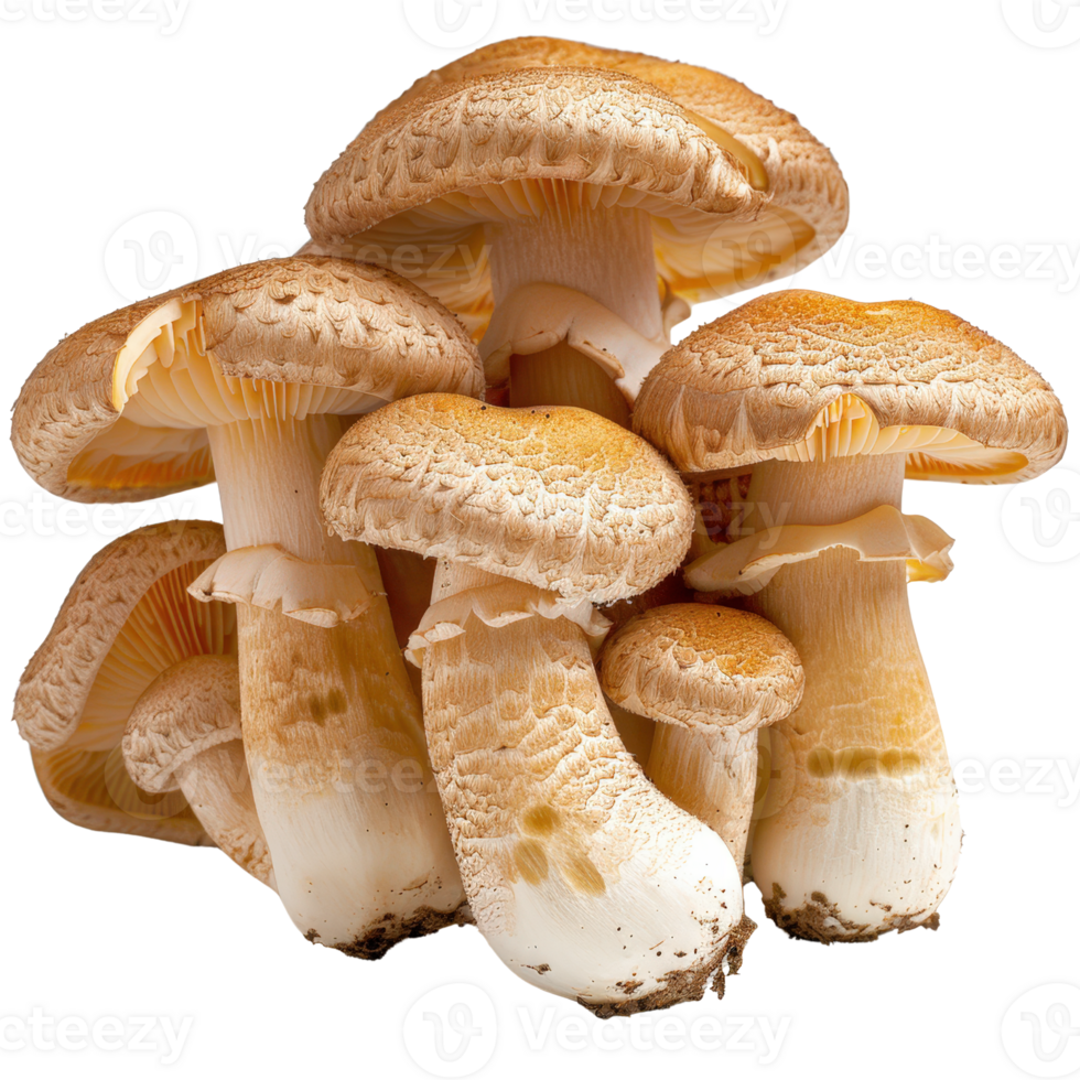 Fresh Organic Mushrooms with Soft Texture and Creamy Color, Ideal for Culinary Dishes and Gourmet Recipes png