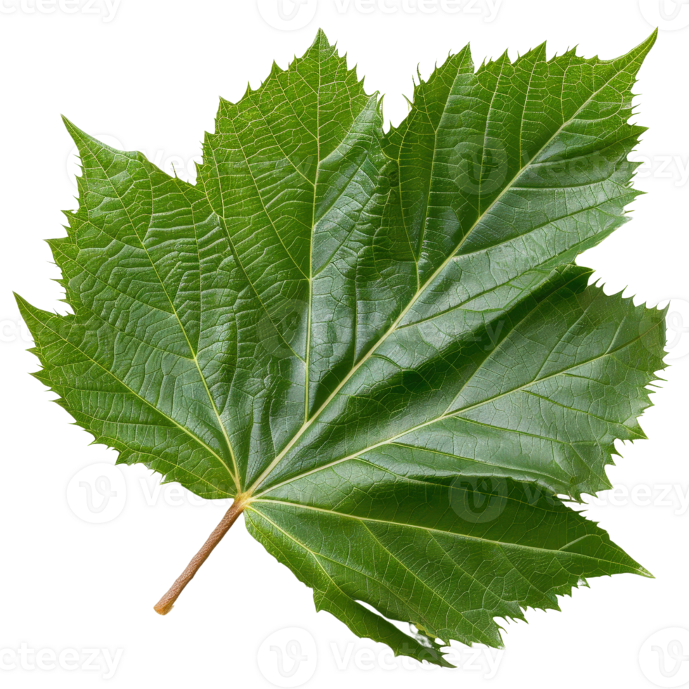 Fresh Green Leaf from Maple Tree Displaying Natural Texture and Vibrant Colors for Nature-themed Projects and Designs png