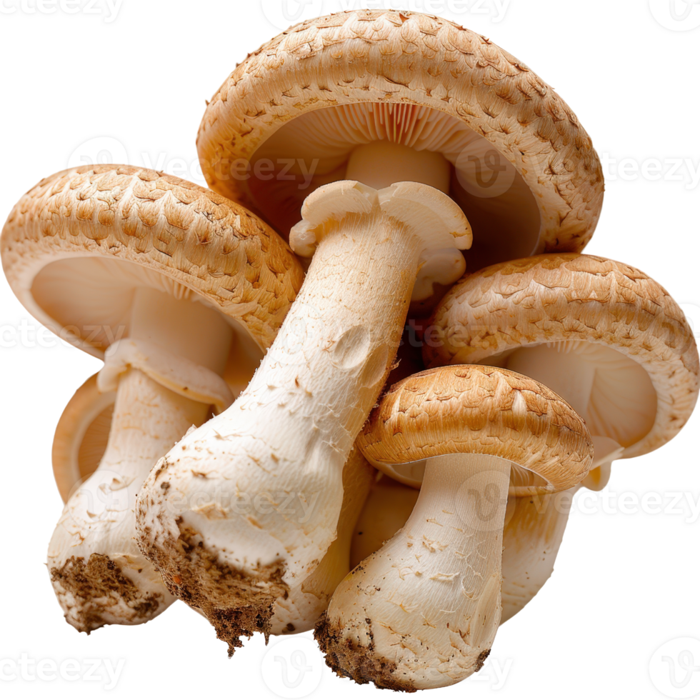Fresh Brown Mushrooms Stacked Together with Smooth Caps and Exposed Stems on a White Background for Culinary Use png