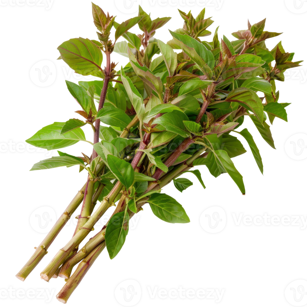 Fresh Green Basil Stems with Leaves for Culinary Use, Cooking, Flavoring, and Garnishing Dishes in the Kitchen png