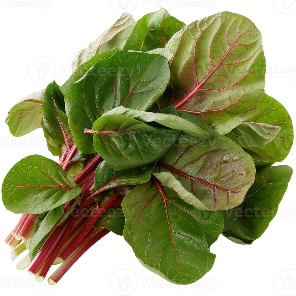 Fresh and Vibrant Swiss Chard Leaves with Stems for Healthy Cooking and Nutrition in Culinary Dishes png