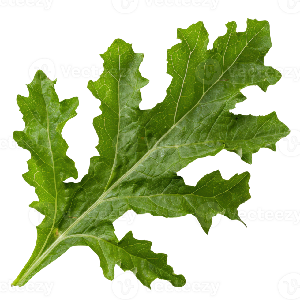 Detailed Close-Up of a Fresh Green Oak Leaf, Showing Intricate Veins and Texture, on a Transparent Background png