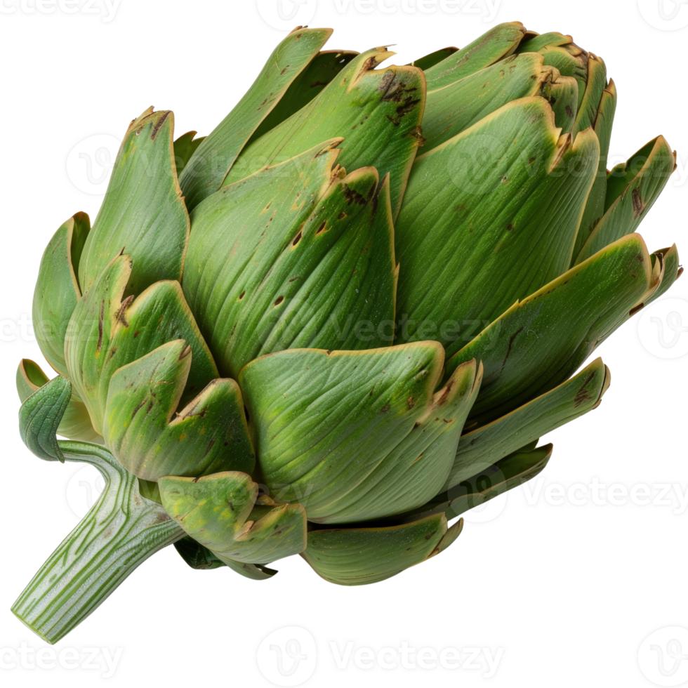 Fresh and Vibrant Artichoke on White Background Showcasing Robust Green Leaves and Unique Texture Details png
