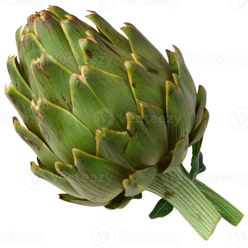 Fresh Green Artichoke with Leaves Isolated on White Background for Culinary, Vegetarian and Healthy Food Concepts png