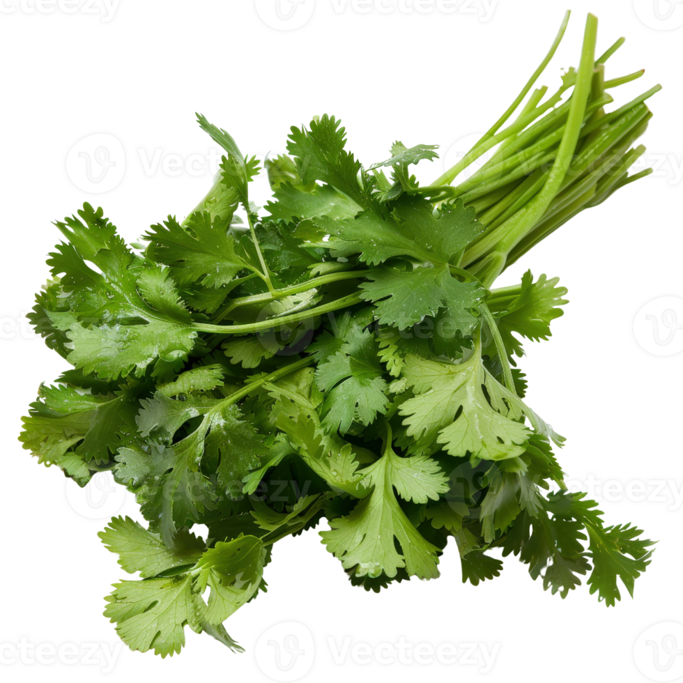 Fresh Green Cilantro Leaves on a White Background for Culinary and Herbal Uses in Cooking and Garnishing Dishes png