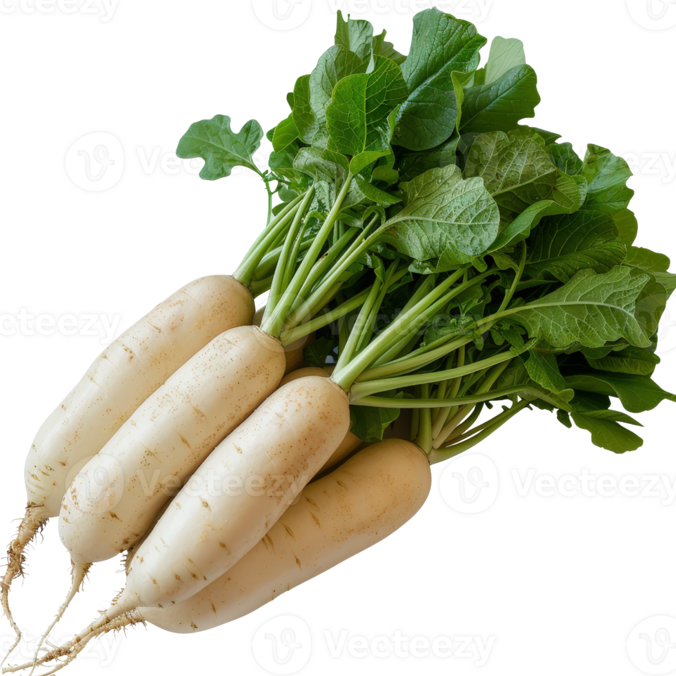 Freshly harvested white radishes with green leaves on a light background for healthy cooking and recipe ideas png