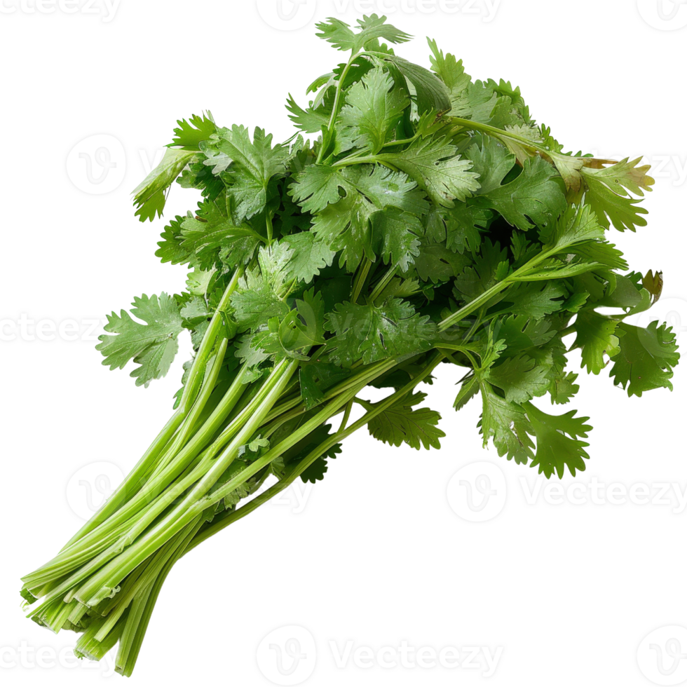 Fresh cilantro bunch with vibrant green leaves, ideal for culinary uses and garnishing dishes in various cuisines png