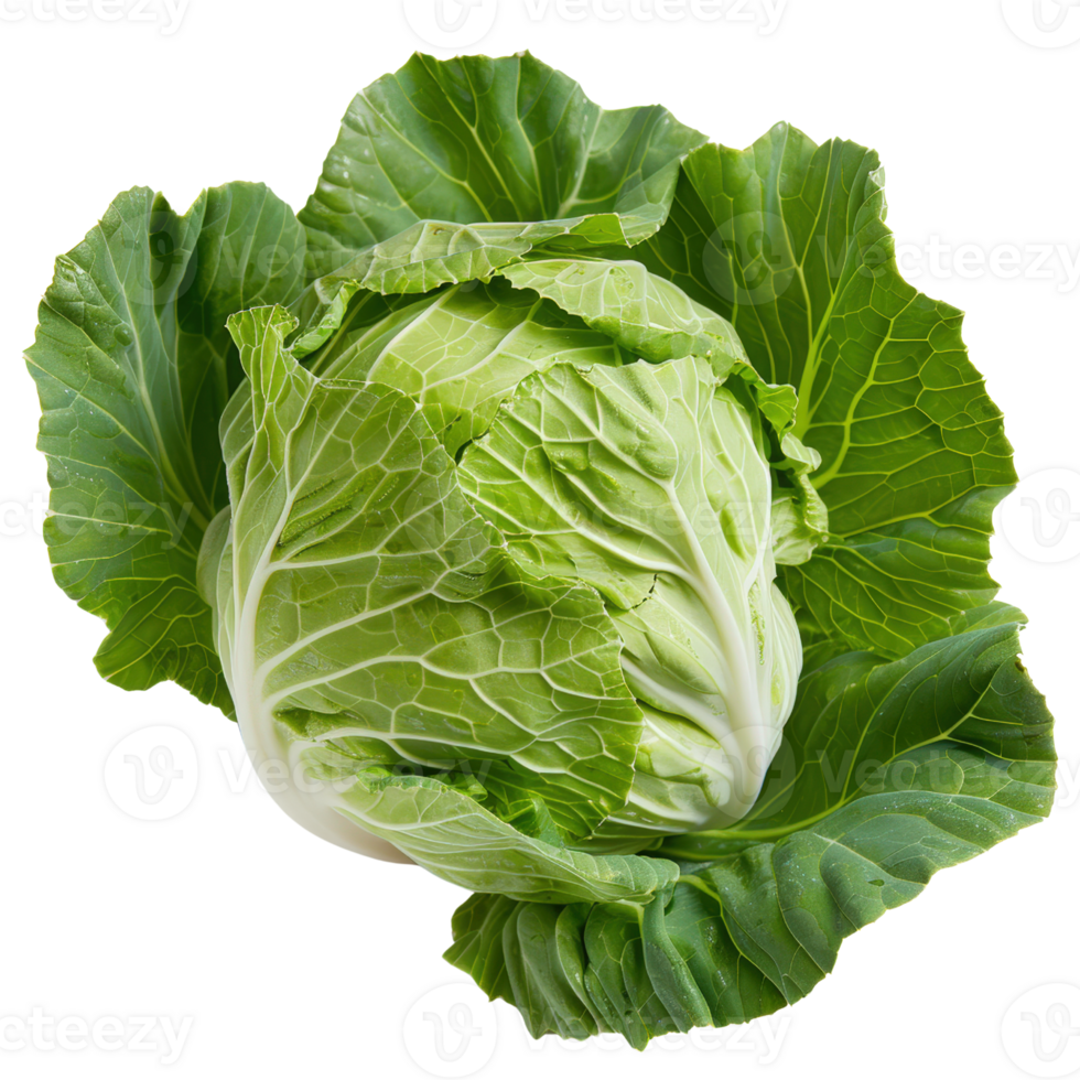 Fresh Green Cabbage with Crisp Leaves and Detailed Texture Isolated on White Background for Culinary Use png